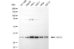 Western blotting analysis using PPP4C antibody (ABIN7800027). (PPP4C anticorps)