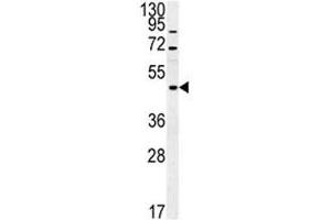 FUS antibody western blot analysis in mouse cerebellum tissue lysate.