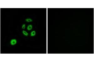 Immunofluorescence analysis of A549 cells, using FBLN2 Antibody. (FBLN2 anticorps  (AA 241-290))