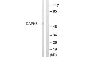 Western blot analysis of extracts from HuvEc cells, using DAPK3 (epitope around residue 265) antibody. (DAPK3 anticorps  (Thr265))