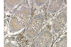 XRRA1 Mouse Monoclonal Antibody at 1/100 staining human normal colon tissue by IHC-P. (XRRA1 anticorps)