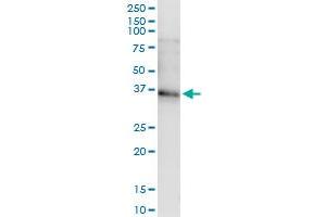 Immunoprecipitation of INHBE transfected lysate using anti-INHBE MaxPab rabbit polyclonal antibody and Protein A Magnetic Bead , and immunoblotted with INHBE MaxPab mouse polyclonal antibody (B02) .
