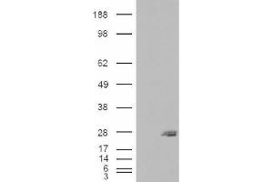 Image no. 1 for anti-SAR1 Homolog B (SAR1B) (Internal Region) antibody (ABIN375115) (SAR1B anticorps  (Internal Region))