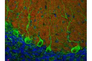 Indirect immunofluorescence labeling of a PFA fixed mouse cerebellum section with anti-piccolo (dilution 1 : 200; red) and rabbit anti-Sec22b (cat. (Piccolo anticorps  (AA 2011-2350))