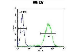 CHCHD2 Antibody (Center) flow cytometric analysis of WiDr cells (right histogram) compared to a negative control cell (left histogram). (CHCHD2 anticorps  (Middle Region))