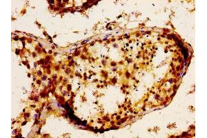 Immunohistochemistry of paraffin-embedded human testis tissue using ABIN7152789 at dilution of 1:100 (FGF17 anticorps  (AA 23-216))