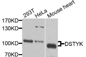 Western blot analysis of extracts of various cells, using DSTYK antibody. (DSTYK anticorps)