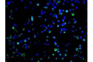 Immunofluorescence staining of Raji cells with ABIN7164680 at 1:100, counter-stained with DAPI. (PDCD1LG2 anticorps  (AA 21-118))