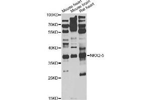 Western blot analysis of extracts of various cell lines, using NKX2-5 antibody (ABIN1876852) at 1:1000 dilution. (NK2 Homeobox 5 anticorps)