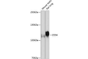 Western blot analysis of extracts of various cell lines, using CD34 antibody (ABIN7266187) at 1:500 dilution.