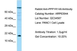 Western Blotting (WB) image for anti-Protein Phosphatase 1, Regulatory (Inhibitor) Subunit 14A (PPP1R14A) (N-Term) antibody (ABIN2789677)