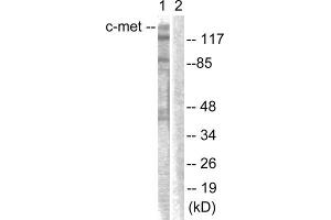 Western blot analysis of extracts from HepG2 cells, using c-Met (epitope around residue 1003) antibody. (c-MET anticorps  (Tyr1003))
