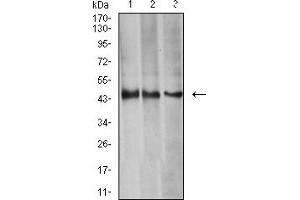 Western blot analysis using AURKA mouse mAb against HEK293 (1), MCF-7 (2), and Hela (3) cell lysate.
