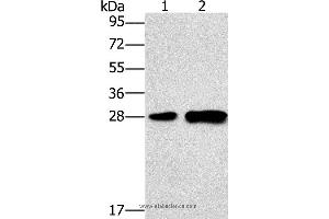 Western blot analysis of Mouse liver tissue and 231 cell, using LY96 Polyclonal Antibody at dilution of 1:500 (LY96 anticorps)