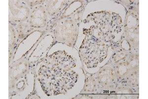 Image no. 1 for anti-Cold Shock Domain Protein A (CSDA) (AA 241-331) antibody (ABIN466130) (CSDA anticorps  (AA 241-331))