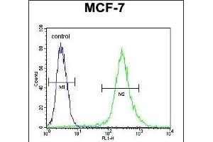 RPS24 Antibody (Center) (ABIN653681 and ABIN2843008) flow cytometric analysis of MCF-7 cells (right histogram) compared to a negative control cell (left histogram). (RPS24 anticorps  (AA 65-93))