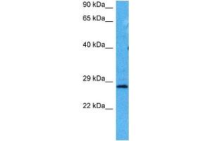 Host:  Mouse  Target Name:  HPRT1  Sample Tissue:  Mouse Testis  Antibody Dilution:  1ug/ml