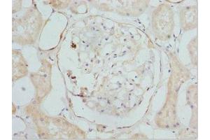 Immunohistochemistry of paraffin-embedded human kidney tissue using ABIN7149277 at dilution of 1:100