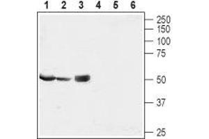 Western blot analysis of rat testis (lanes 1 and 4) and kidney lysates (lanes 2 and 5) and heart membrane (lanes 3 and 6): - 1-3.