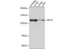 Western blot analysis of extracts of various cell lines, using NF antibody (ABIN7268976) at 1:1000 dilution.