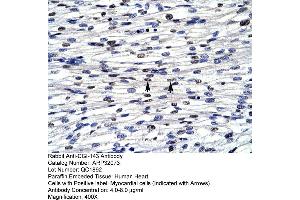 Human Heart (BOLA1 anticorps  (N-Term))