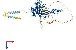 AlphaFold protein structure predicition of Human Recombinant USP30 Protein, UniprotID Q70CQ3
