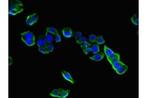 Immunofluorescent analysis of HepG2 cells using ABIN7148421 at dilution of 1:100 and Alexa Fluor 488-congugated AffiniPure Goat Anti-Rabbit IgG(H+L)