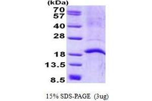 Image no. 1 for Cathelicidin Antimicrobial Peptide (CAMP) (AA 34-173) protein (His tag) (ABIN6387155)