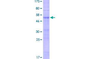 Image no. 1 for Olfactory Receptor, Family 7, Subfamily D, Member 2 (OR7D2) (AA 1-312) protein (GST tag) (ABIN1313622)