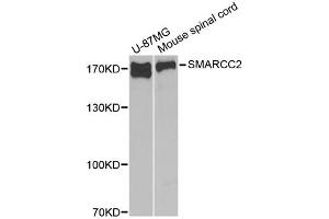 Western blot analysis of extracts of various cell lines, using SMARCC2 antibody. (SMARCC2 anticorps)