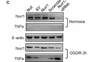 Nurr1 overexpression suppresses TNF-α expression in microglia. (beta Actin anticorps)