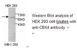 Image no. 1 for anti-Chromobox Homolog 4 (CBX4) antibody (ABIN1502233) (CBX4 anticorps)