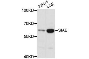 Western blot analysis of extracts of various cell lines, using SIAE antibody (ABIN6293758) at 1:3000 dilution. (SIAE anticorps)