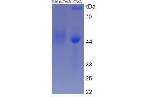 Image no. 3 for Salusin alpha (Salusin alpha) protein (Ovalbumin) (ABIN2127482)