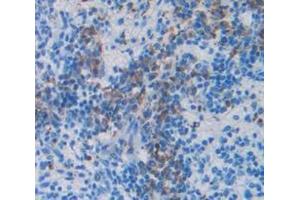 IHC-P analysis of Mouse Tissue, with DAB staining. (CXCL1 anticorps  (AA 25-96))
