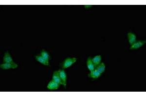 Immunofluorescent analysis of HepG2 cells using ABIN7163001 at dilution of 1:100 and Alexa Fluor 488-congugated AffiniPure Goat Anti-Rabbit IgG(H+L) (PEX1 anticorps  (AA 927-1283))