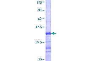 Image no. 1 for K(lysine) Acetyltransferase 2B (KAT2B) (AA 731-832) protein (GST tag) (ABIN1308359)