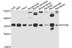 Western blot analysis of extract of various cells, using OPCML antibody. (OPCML anticorps)