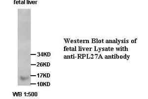 Image no. 1 for anti-Ribosomal Protein L27a (RPL27A) antibody (ABIN791233) (RPL27A anticorps)