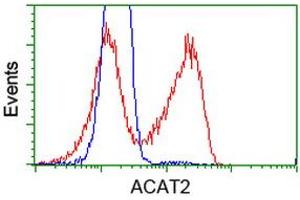 Image no. 3 for anti-Acetyl-CoA Acetyltransferase 2 (ACAT2) antibody (ABIN1496405) (ACAT2 anticorps)