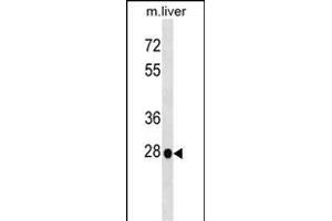 Mouse Hoxb5 Antibody (N-term) (ABIN1538818 and ABIN2848938) western blot analysis in mouse liver tissue lysates (35 μg/lane). (HOXB5 anticorps  (N-Term))