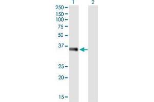 Western Blot analysis of EBAG9 expression in transfected 293T cell line by EBAG9 monoclonal antibody (M04), clone 4A10.
