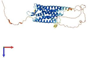 AlphaFold protein structure predicition of Human Recombinant AVPR1B Protein, UniprotID P47901