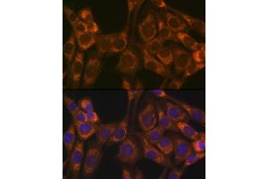Immunofluorescence analysis of NIH-3T3 cells using Thioredoxin 2 (Trx2/TXN2) (Trx2/TXN2) Rabbit mAb (ABIN1679919, ABIN3018909, ABIN3018910 and ABIN7101688) at dilution of 1:100 (40x lens).