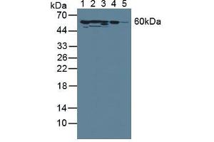 Figure. (SERPINC1 anticorps  (AA 33-465))