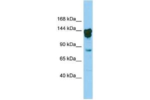 Host:  Rabbit  Target Name:  Cux2  Sample Type:  Mouse Testis lysates  Antibody Dilution:  0. (CUX2 anticorps  (N-Term))