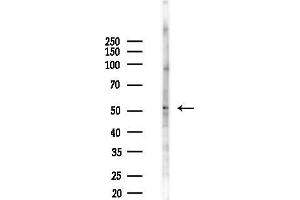 anti-CDC-Like Kinase 4 (CLK4) (Internal Region) antibody
