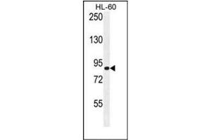 Western blot analysis of DCDC5 Antibody (C-term) in HL-60 cell line lysates (35ug/lane). (DCDC5 anticorps  (C-Term))