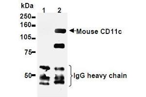 Western Blotting (WB) image for anti-Integrin, alpha X (Complement Component 3 Receptor 4 Subunit) (ITGAX) antibody (ABIN1449276) (CD11c anticorps)