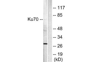 Western Blotting (WB) image for anti-X-Ray Repair Complementing Defective Repair in Chinese Hamster Cells 6 (XRCC6) (C-Term) antibody (ABIN1848653) (XRCC6 anticorps  (C-Term))